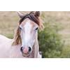 portrait of beautiful wild horse with long mane while graze in the meadow
