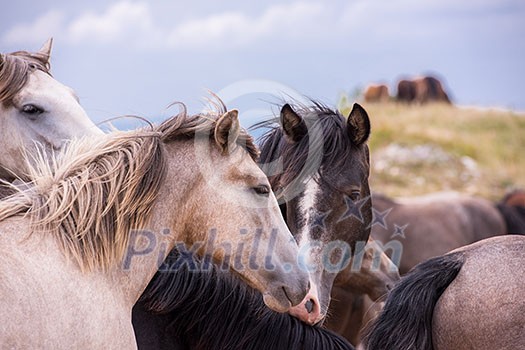 portrait of beautiful wild horses with long mane while graze in the meadow portrait of beautiful wild horses with long mane while graze in the meadow