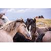 portrait of beautiful wild horses with long mane while graze in the meadow