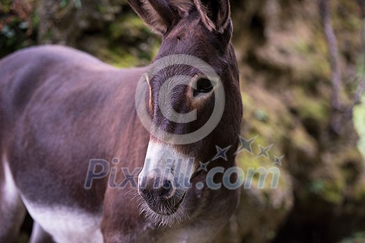 portrait of Donkey in the woods portrait of Donkey in the woods