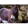 portrait of Donkey in the woods
