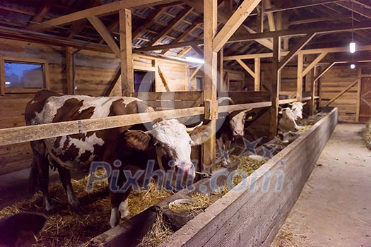 agriculture industry, farming and animal husbandry concept herd of cows eating hay in cowshed on dairy farm agriculture industry, farming and animal husbandry concept herd of cows eating hay in cowshed on dairy farm