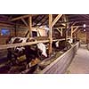 agriculture industry, farming and animal husbandry concept   herd of cows eating hay in cowshed on dairy farm