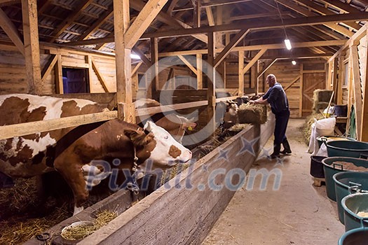 agriculture industry, farming and animal husbandry concept herd of cows eating hay in cowshed on dairy farm agriculture industry, farming and animal husbandry concept herd of cows eating hay in cowshed on dairy farm
