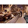 agriculture industry, farming and animal husbandry concept   herd of cows eating hay in cowshed on dairy farm