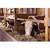 agriculture industry, farming and animal husbandry concept   herd of cows eating hay in cowshed on dairy farm