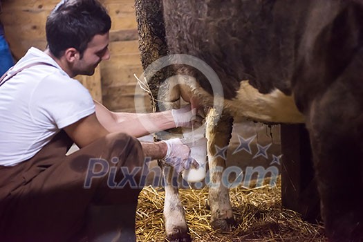 Everyday life for farmer in the countryside young happy man milking dairy cow by hand for milk production Everyday life for farmer in the countryside young happy man milking dairy cow by hand for milk production