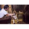 Everyday life for farmer in the countryside  young happy man milking dairy cow by hand for milk production