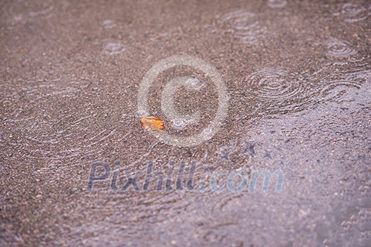 Yellow autumn leave on wet asphalt road during rain