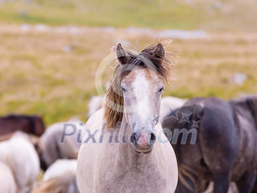 portrait of beautiful wild horses with long mane while graze in the meadow portrait of beautiful wild horses with long mane while graze in the meadow