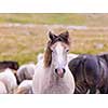portrait of beautiful wild horses with long mane while graze in the meadow