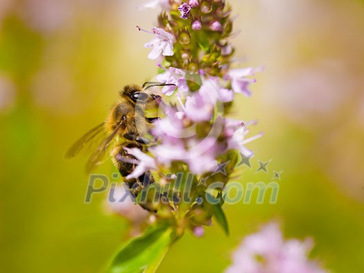 close up Bee looking for nectar on flowers at Beautiful meadow close up Bee looking for nectar on flowers at Beautiful meadow