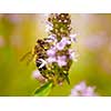 close up Bee looking for nectar on flowers at Beautiful meadow