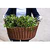 gardening woman holding wooden basket with healthy herbs ment peppermint tea fresh close up
