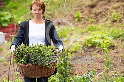 Gardening fresh herbs in summer woman with wooden basket full of fresh herbs ment peppermint tea Gardening fresh herbs in summer woman with wooden basket full of fresh herbs ment peppermint tea