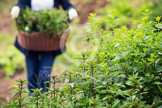 gardening woman holding wooden basket with healthy herbs ment peppermint tea fresh close up gardening woman holding wooden basket with healthy herbs ment peppermint tea fresh close up