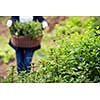 gardening woman holding wooden basket with healthy herbs ment peppermint tea fresh close up