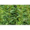 stinging nettles or urtica medical herb close up colorful and healty  plant tea natural background