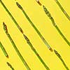 Diagonal pattern of freshly picked natural green asparagus on an yellow background with shadows. Top view. Vegetarian nutrition concept.