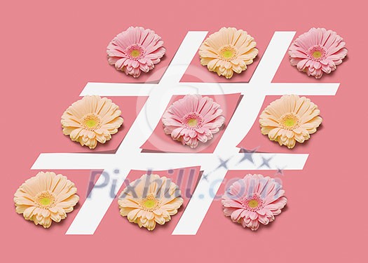 Colorful gerbera flowers on the lines of hashtag symbol on a pastel pink paper background with copy space. Greeting postcard Colorful gerbera flowers on the lines of hashtag symbol on a pastel pink paper background with copy space. Greeting postcard