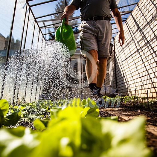 Watering young tomato vines in a greenhouse Watering young tomato vines in a greenhouse