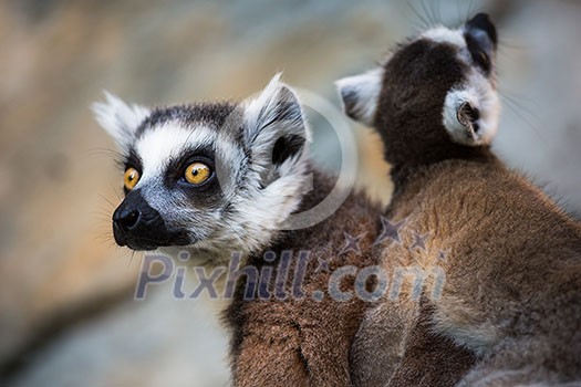 Lemur kata (Lemur catta) Lemur kata (Lemur catta)