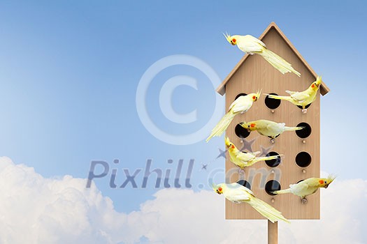 Conceptual image with nesting box and many birds living in it Conceptual image with nesting box and many birds living in it