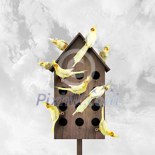 Conceptual image with nesting box and many birds living in it Conceptual image with nesting box and many birds living in it