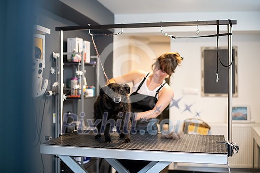 professional pet hairdresser hipster woman with tattoos cutting fur of cute black dog in beauty salon for animals professional pet hairdresser hipster woman with tattoos cutting fur of cute black dog in beauty salon for animals