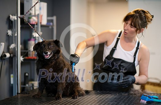 professional pet hairdresser hipster woman with tattoos cutting fur of cute black dog in beauty salon for animals professional pet hairdresser hipster woman with tattoos cutting fur of cute black dog in beauty salon for animals