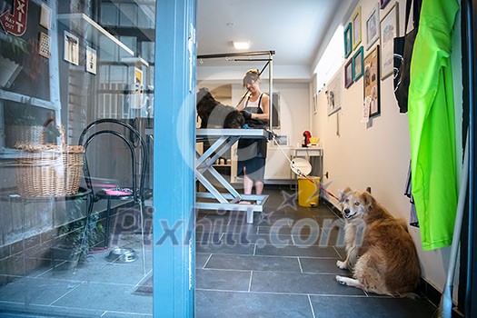 professional pet hairdresser hipster woman with tattoos cutting fur of cute black dog in beauty salon for animals professional pet hairdresser hipster woman with tattoos cutting fur of cute black dog in beauty salon for animals