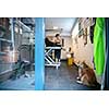 professional pet hairdresser hipster woman with tattoos cutting fur of cute black dog in beauty salon for animals