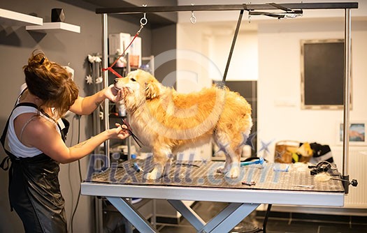 professional pet hairdresser hipster woman with tattoos cutting fur of cute yellow dog in beauty salon for animals professional pet hairdresser hipster woman with tattoos cutting fur of cute yellow dog in beauty salon for animals