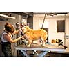 professional pet hairdresser hipster woman with tattoos cutting fur of cute yellow dog in beauty salon for animals