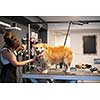professional pet hairdresser hipster woman with tattoos cutting fur of cute yellow dog in beauty salon for animals