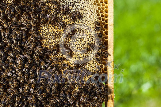 Macro shot of bees swarming on a honeycomb Macro shot of bees swarming on a honeycomb