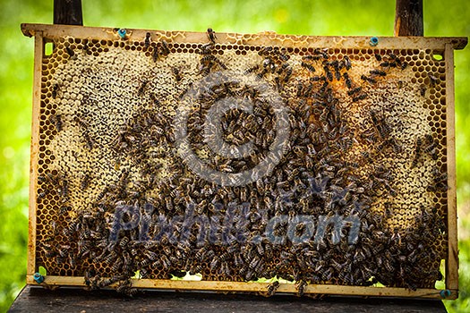 Macro shot of bees swarming on a honeycomb Macro shot of bees swarming on a honeycomb