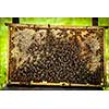 Macro shot of bees swarming on a honeycomb