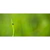 Tick (Ixodes ricinus) waiting for its victim on a grass blade - parasite potentionally carrying dangerous diseases