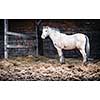Horse at a stable (color toned image; shallow DOF)
