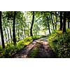 lovely forest path in early morning sunshine (shallow DOF; color toned image)