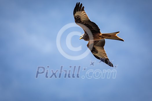 Red kite (Milvus milvus) in flight against blue sky Red kite (Milvus milvus) in flight against blue sky