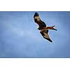 Red kite (Milvus milvus) in flight against blue sky