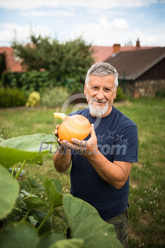 Gardener holding a pumkin in his hands - freshly harvested organic food from his permaculture garden Gardener holding a pumkin in his hands - freshly harvested organic food from his permaculture garden