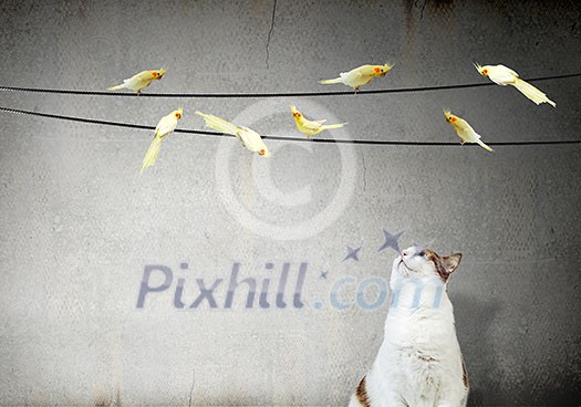 Birds sitting on rope and cat hunting them Birds sitting on rope and cat hunting them