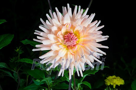 beautiful dahlia flower isolated on black background with rain drops in garden beautiful dahlia flower isolated on black background with rain drops in garden