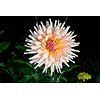 beautiful dahlia flower  isolated on black background with rain drops in garden