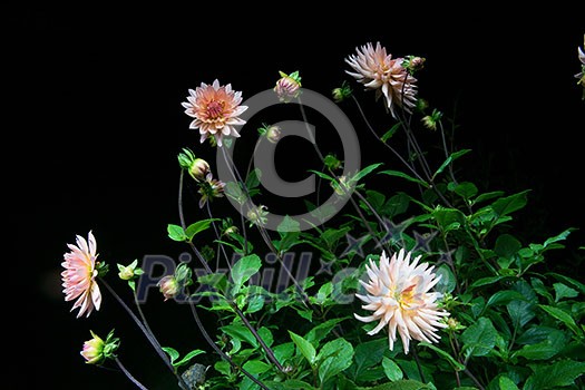 beautiful dahlia flower isolated on black background with rain drops in garden beautiful dahlia flower isolated on black background with rain drops in garden