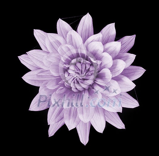 beautiful pink dahlia flower isolated on black background with rain drops in garden beautiful pink dahlia flower isolated on black background with rain drops in garden