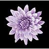 beautiful pink dahlia flower  isolated on black background with rain drops in garden